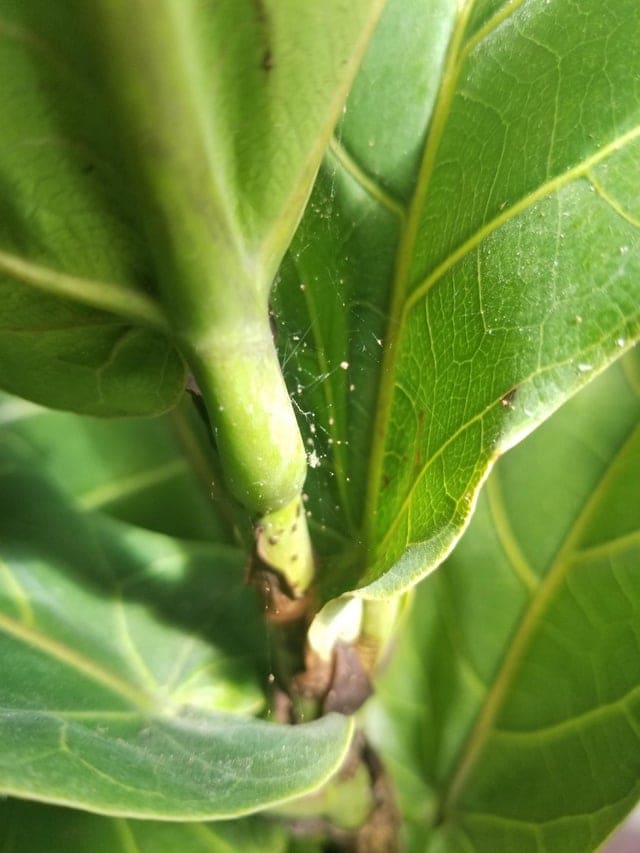 Spider Mites on Fiddle Leaf Fig