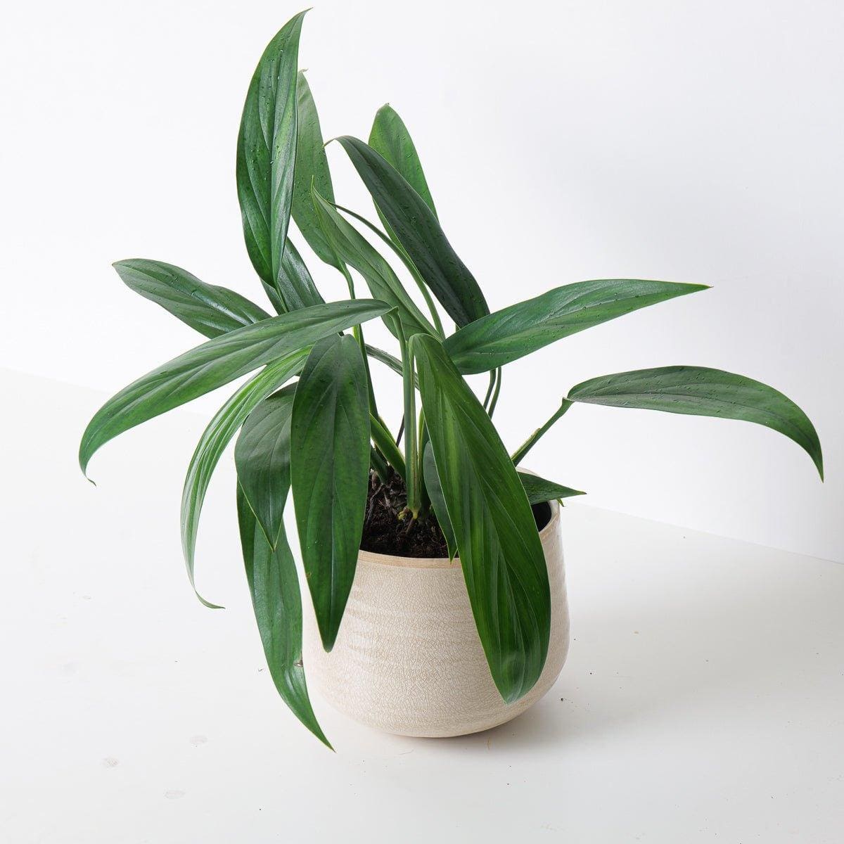 Standard Epipremnum amplissimum