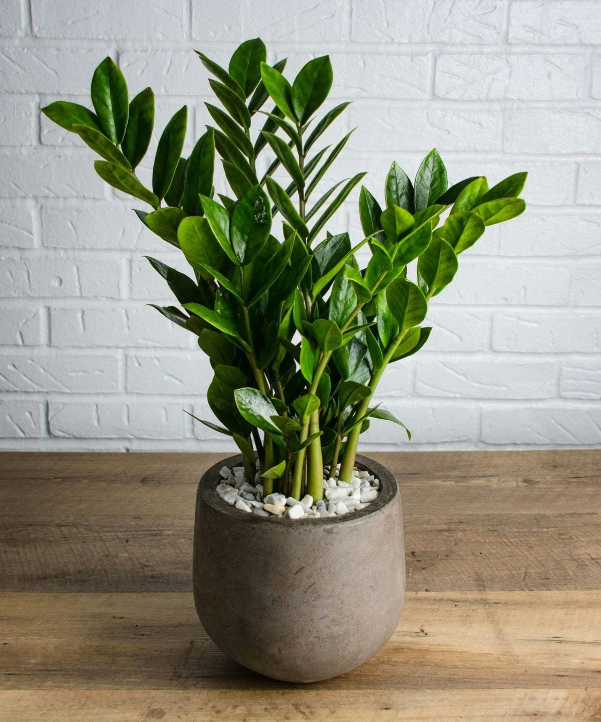 Standard ZZ Plant