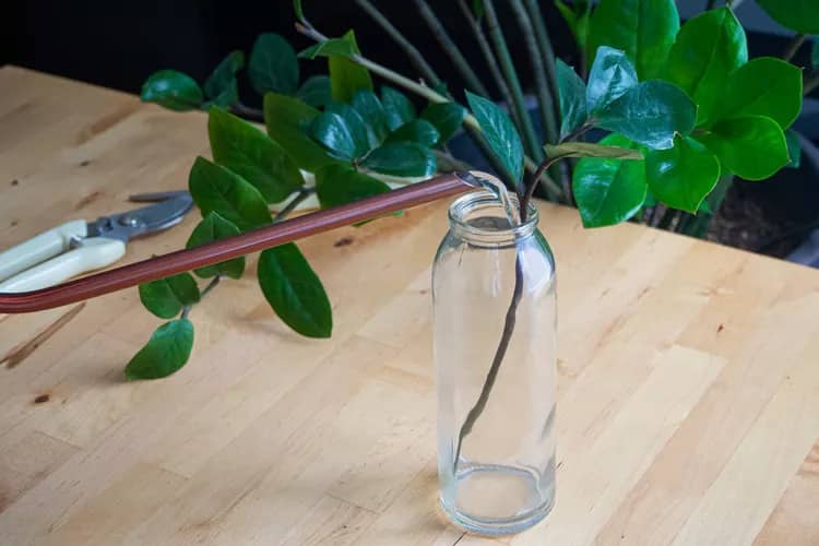 ZZ plant Stem Cuttings in Water