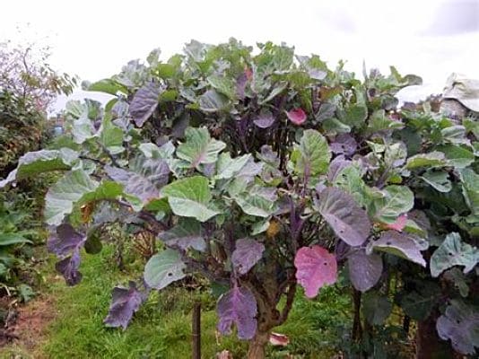 Taunton Deane Kale