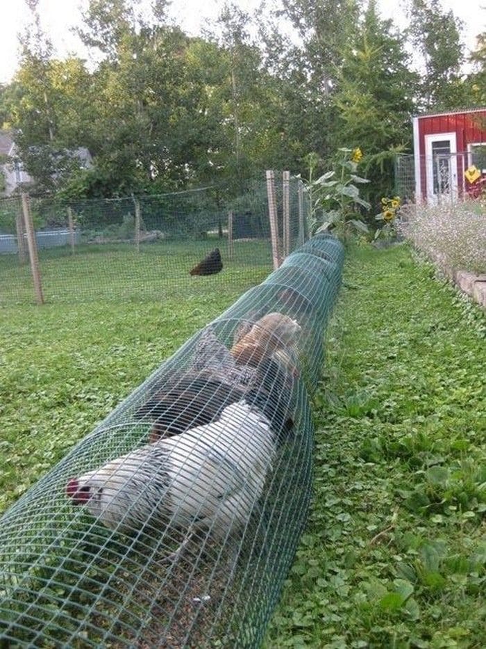 The Chicken Tunnel System