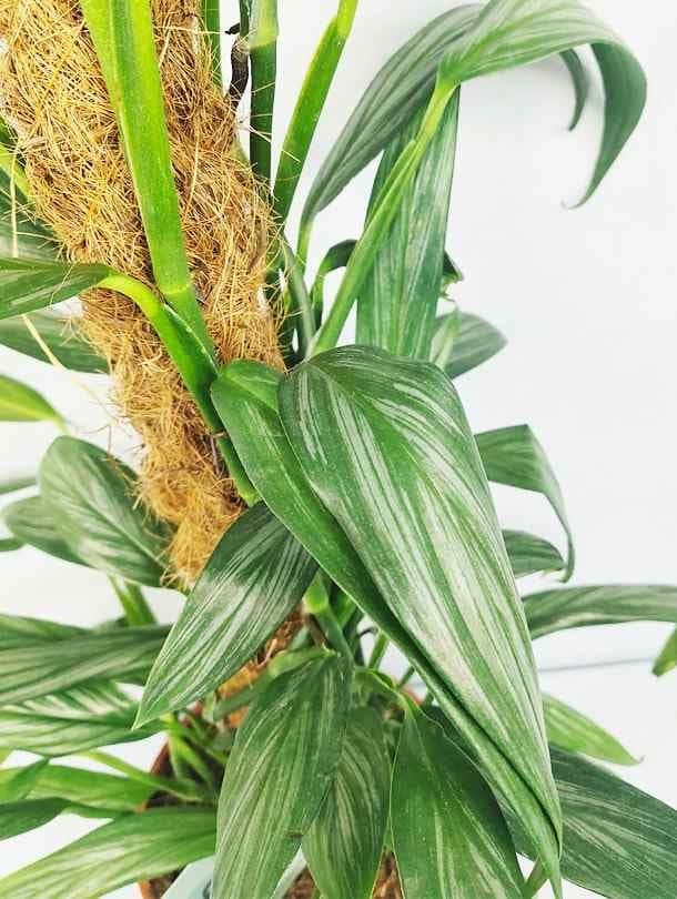 The Epipremnum Amplissimum Climbing