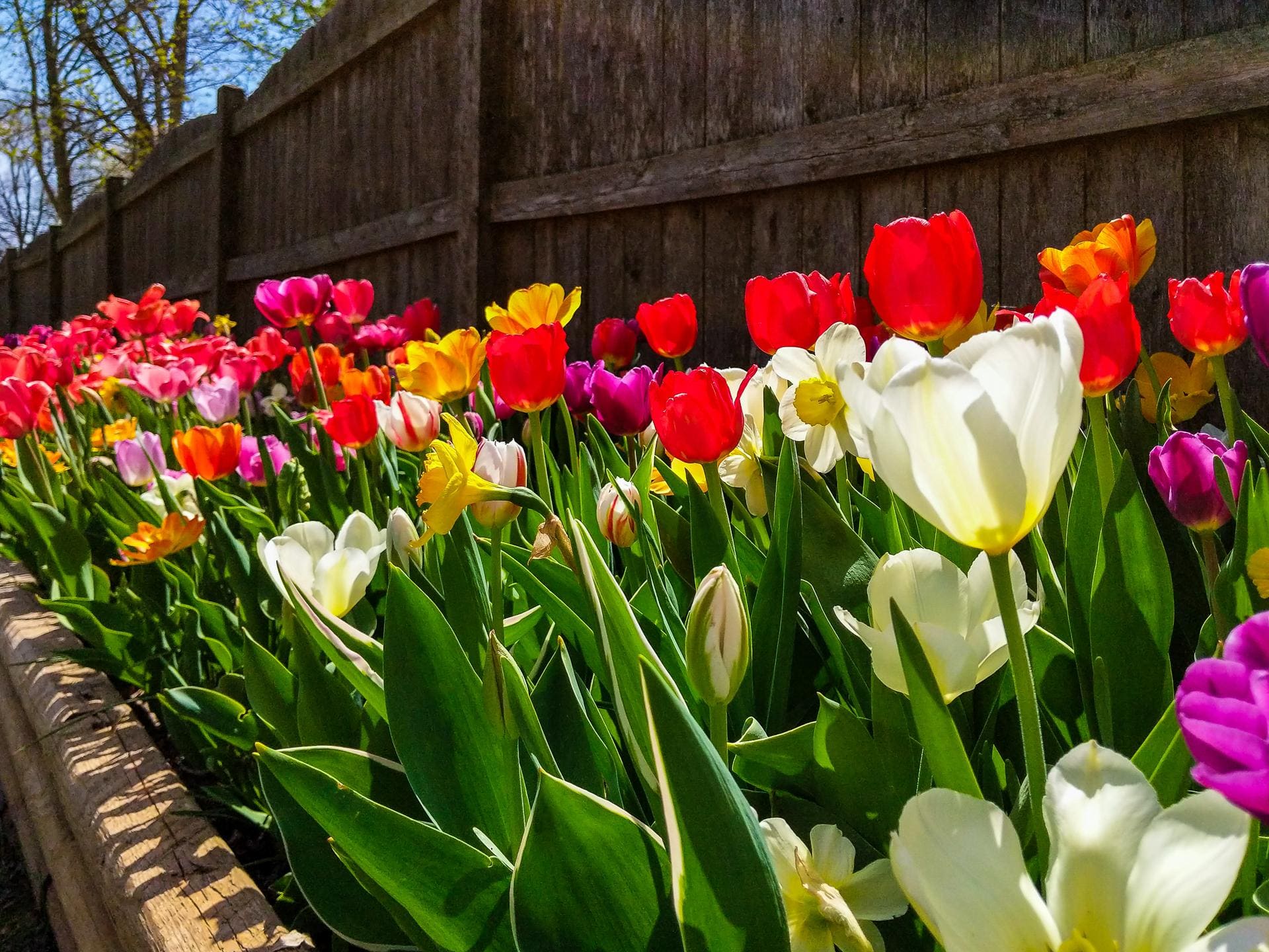 Tulips and Daffodils
