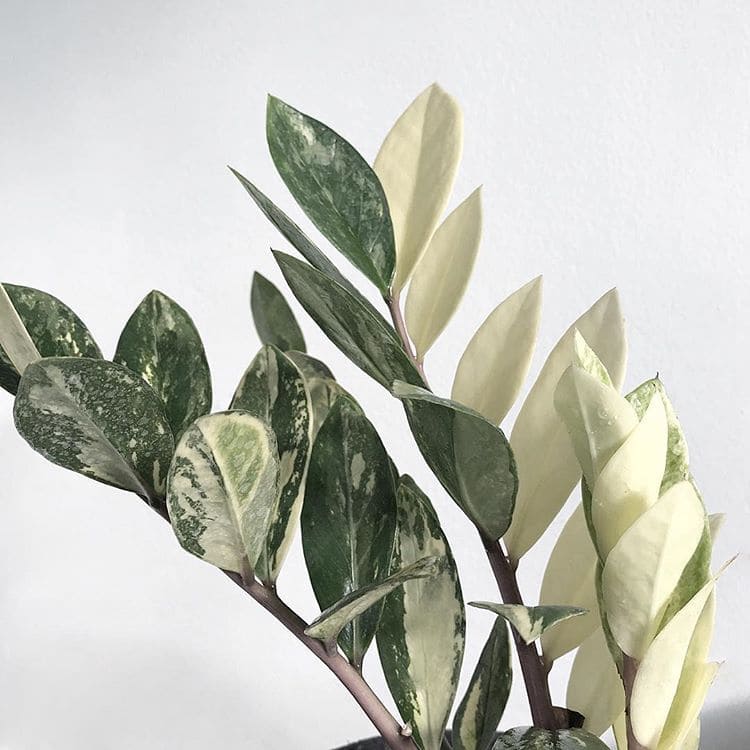 Variegated ZZ