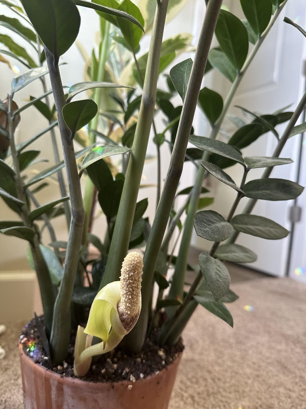 ZZ Plant Flowering