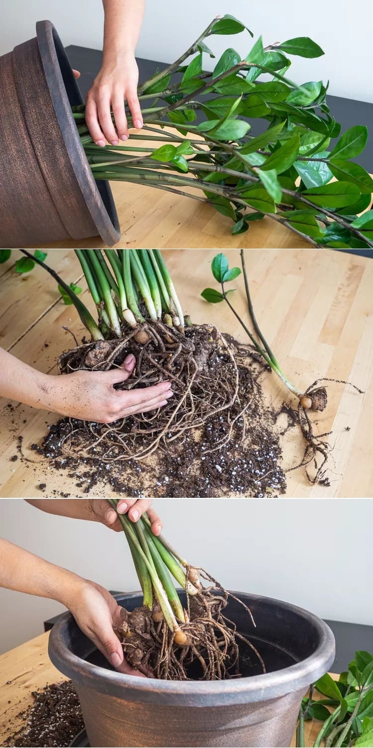 ZZ plant Division