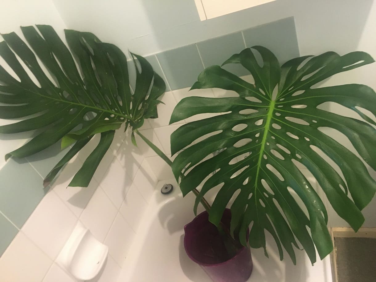 cuttings with very large leaves