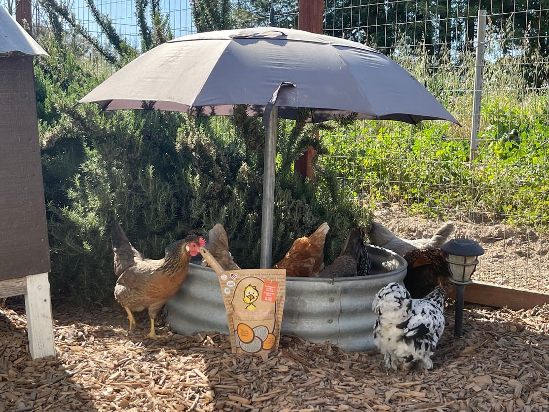 designated dust bath area