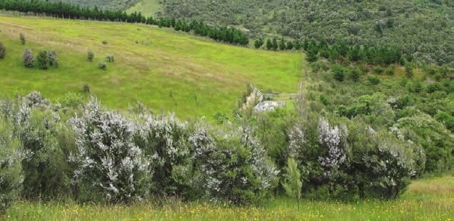 establishing Manuka over larger areas