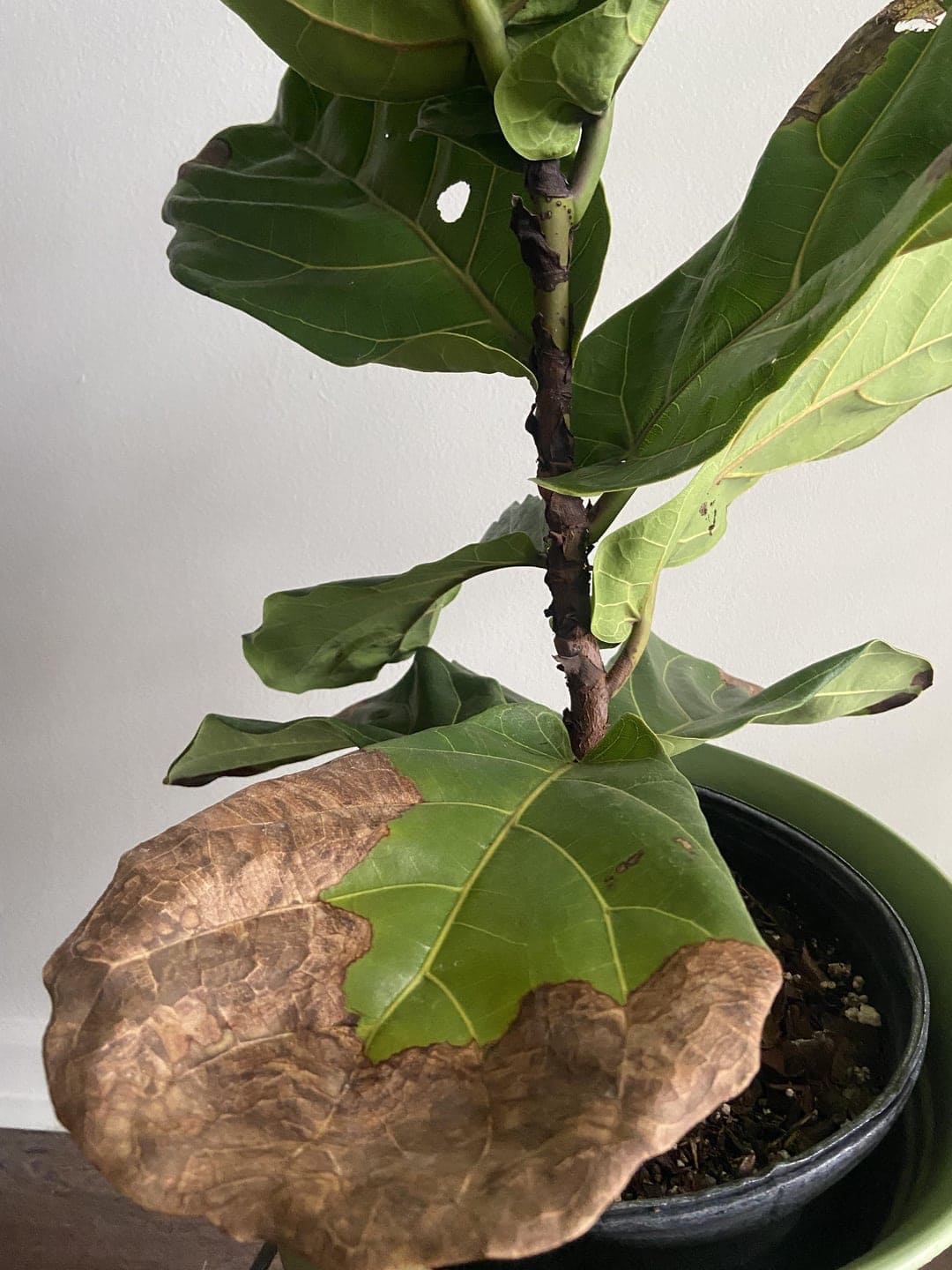 fiddle leaf fig brown leaf