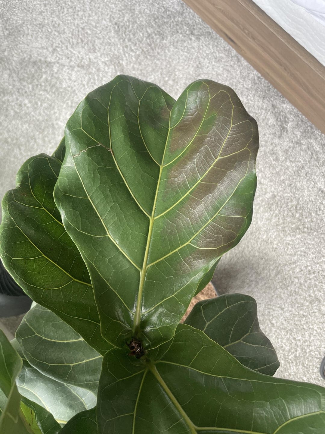 fiddle leaf fig got sunburned