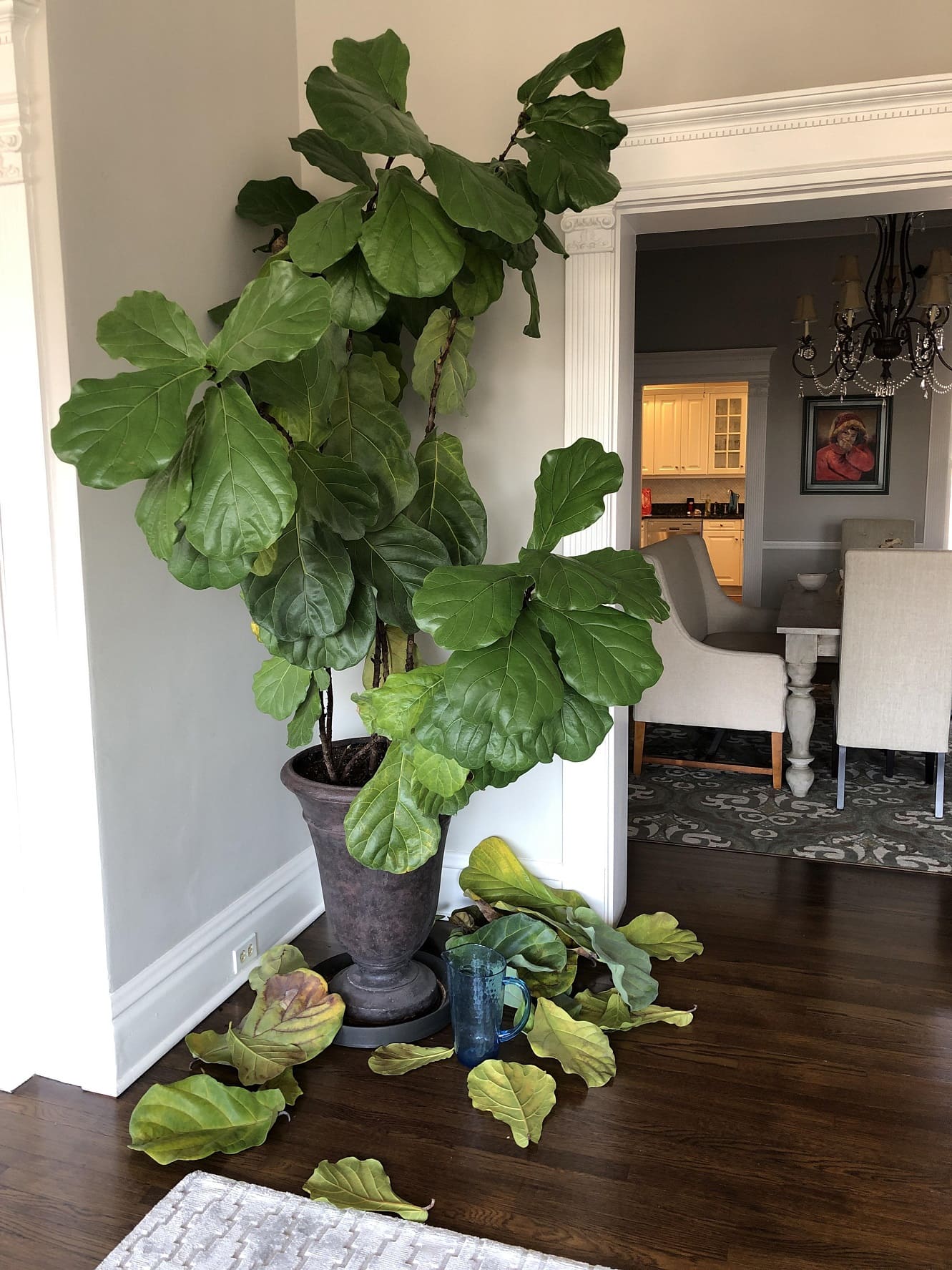fiddle leaf fig leaves dropping