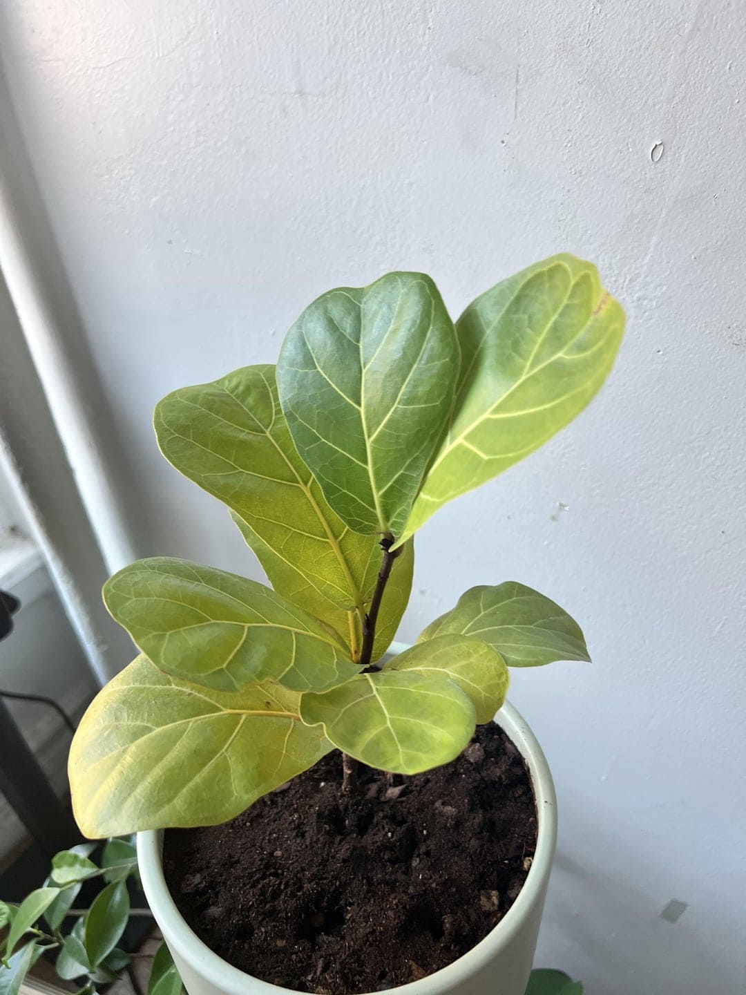 fiddle leaf fig produces tiny, pale leaves