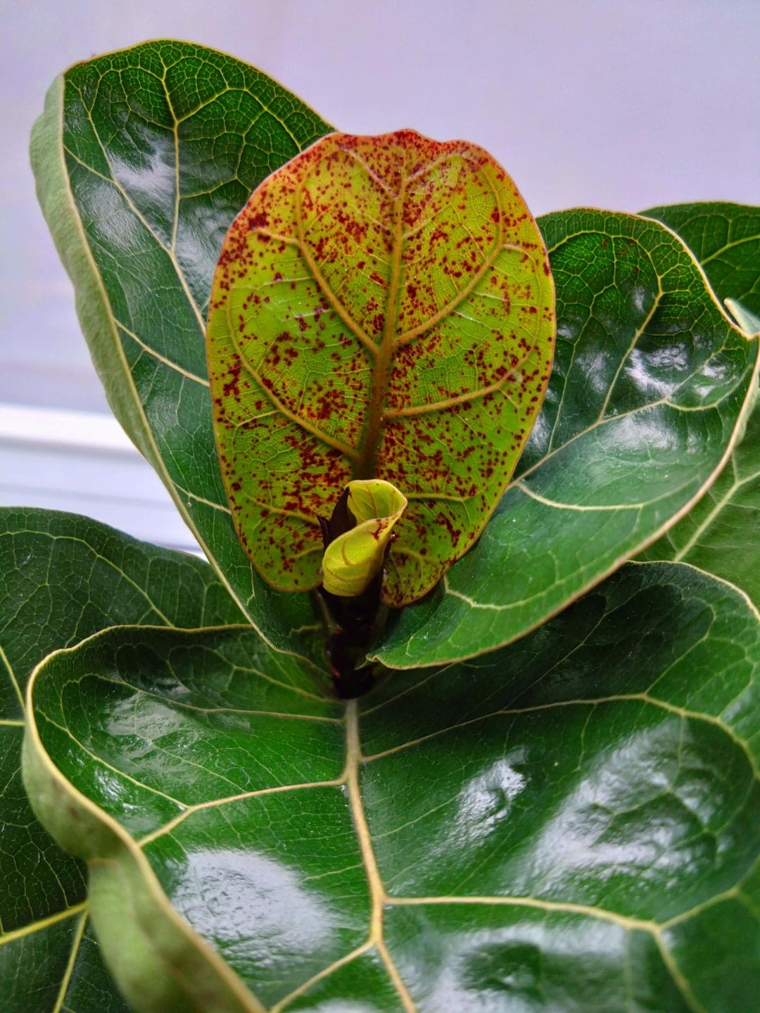 fiddle leaf fig red spots