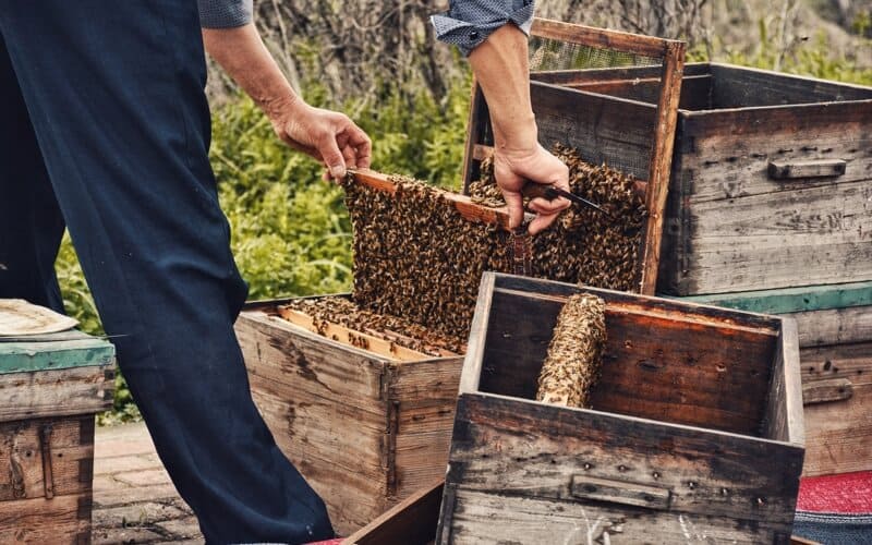 growing Manuka for honey production
