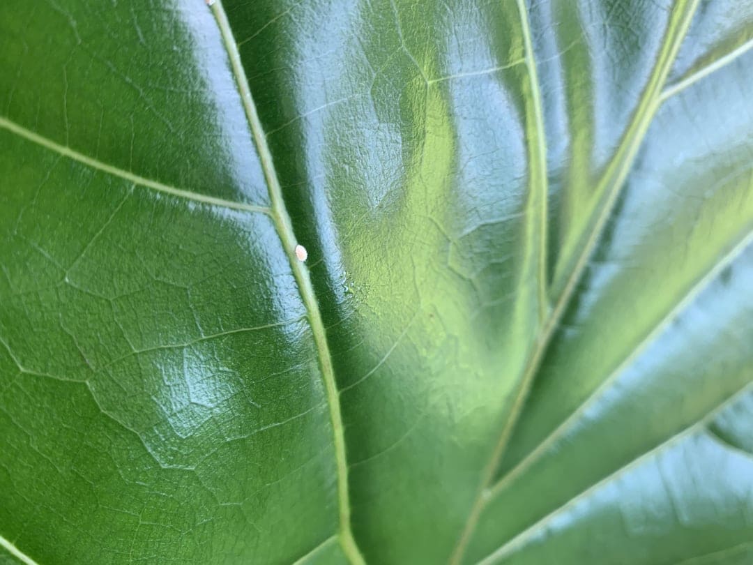mealy bugs on Fiddle Leaf Fig