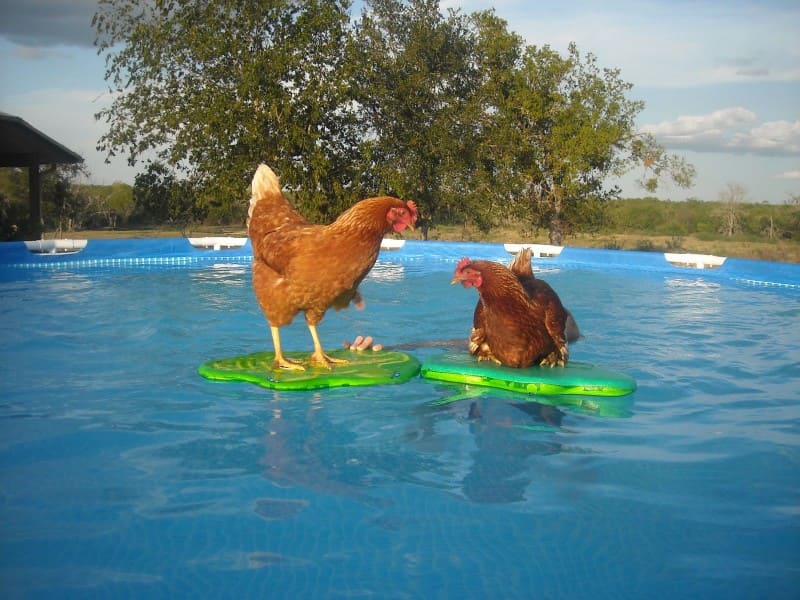 pool Escape Route