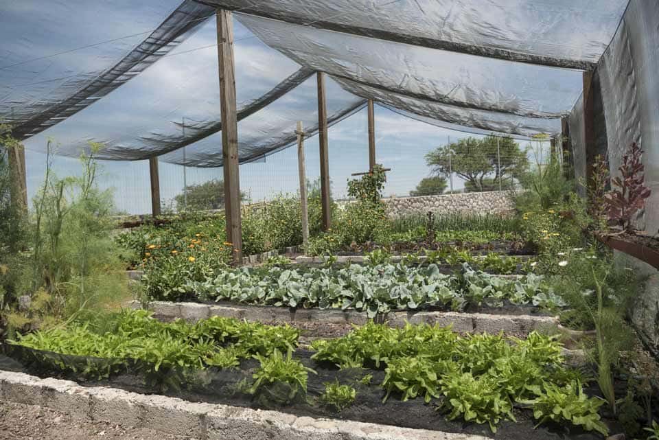 shade cloth in garden