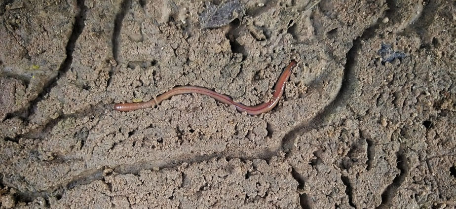 tunnel an earthworm creates