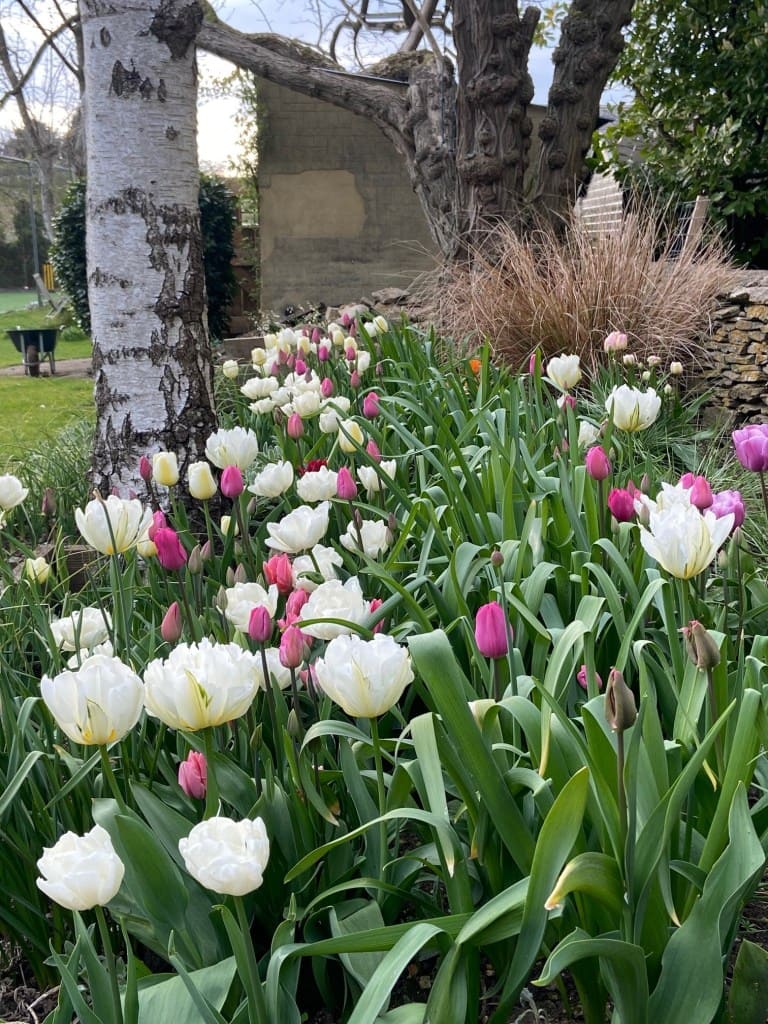white tulips