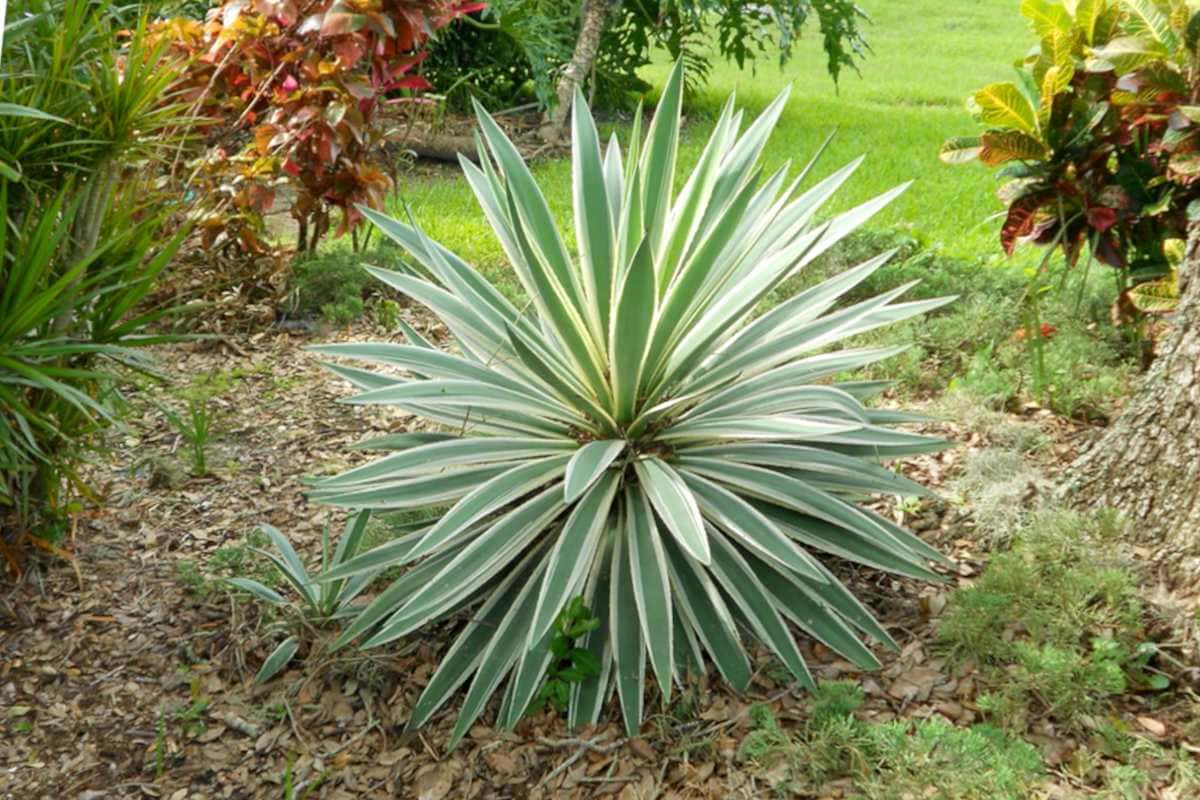 yucca in garden