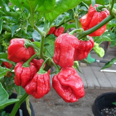 7 Pot peppers