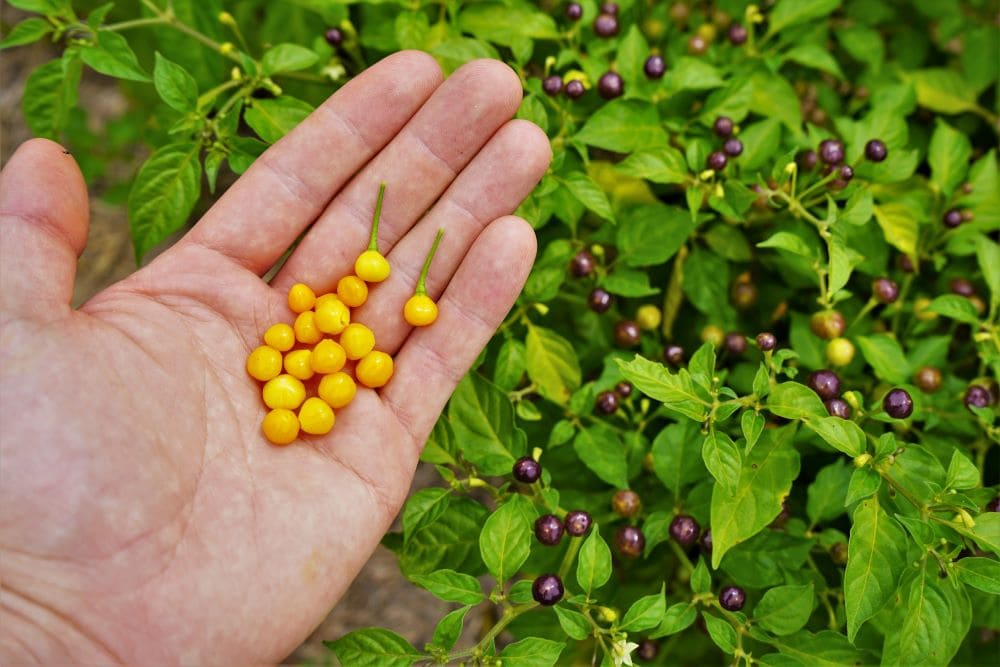 Ají Charapita peppers