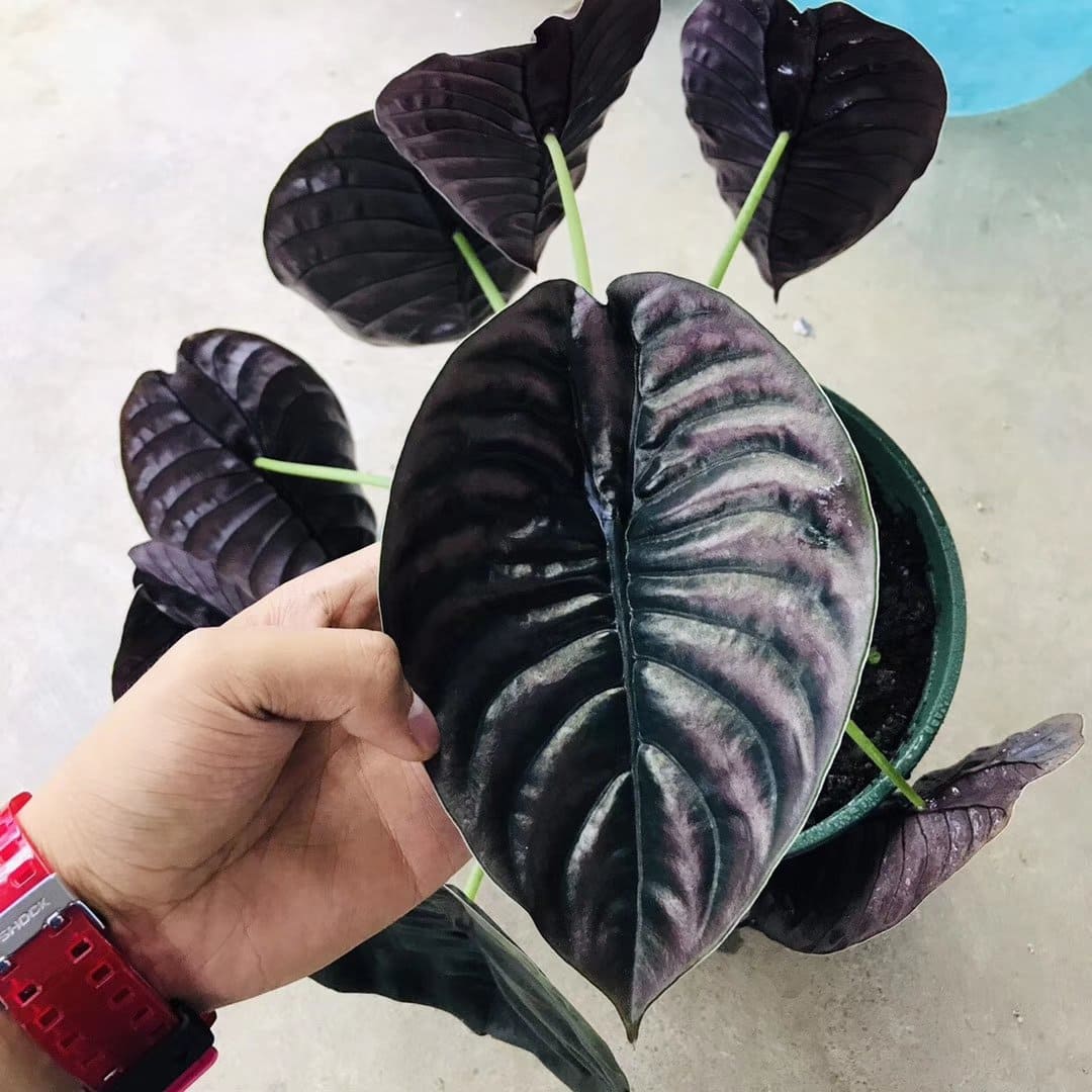 Alocasia cuprea