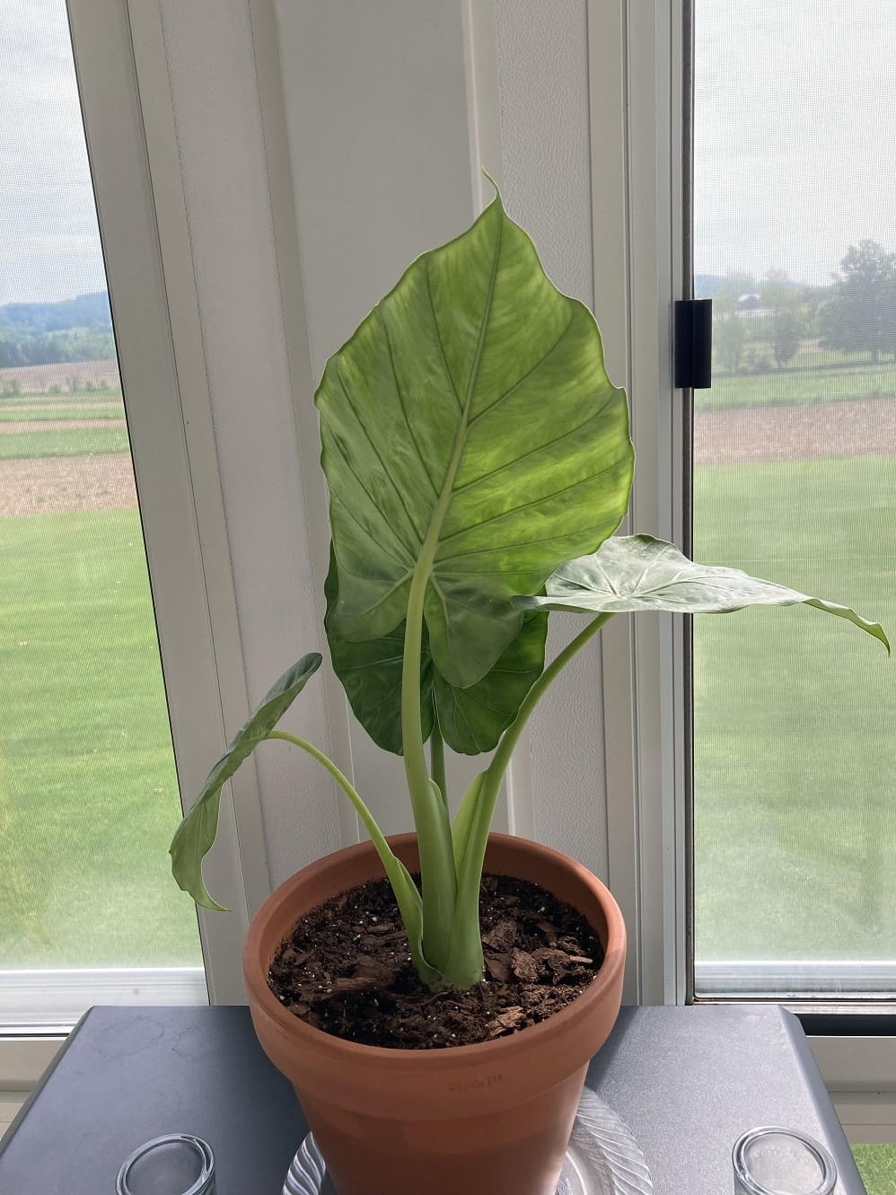 Alocasia leaves