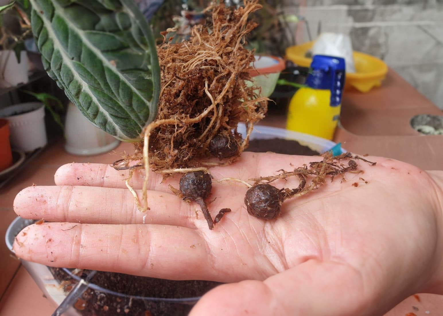 Alocasia tubers