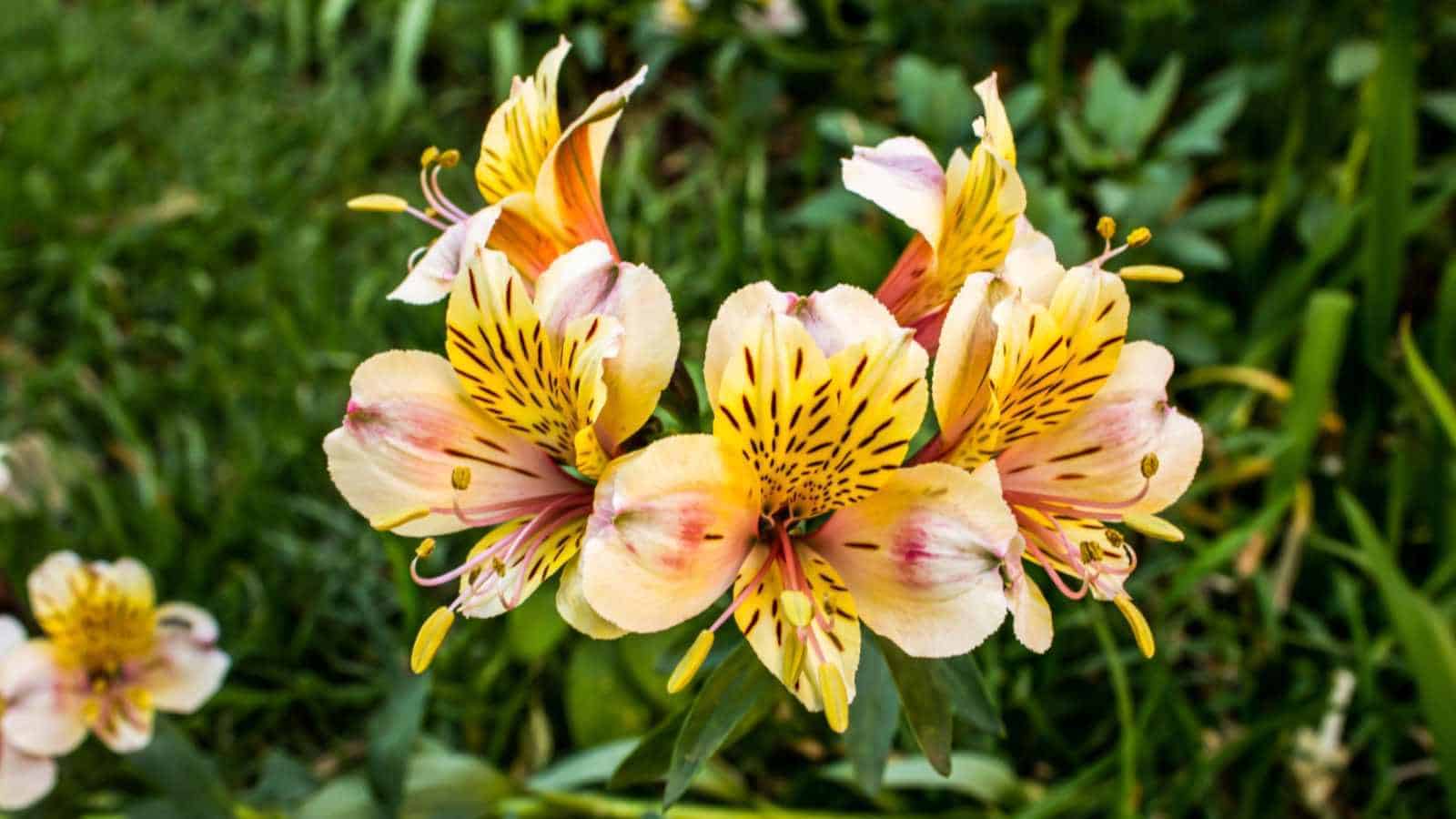 Alstroemeria (Lily of the Incas)