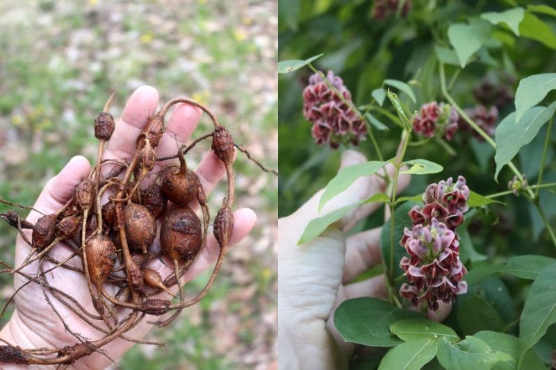 American Groundnut (Apios americana)