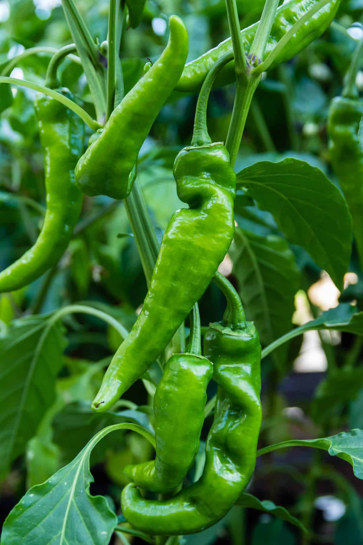 Chili Pepper Madness
