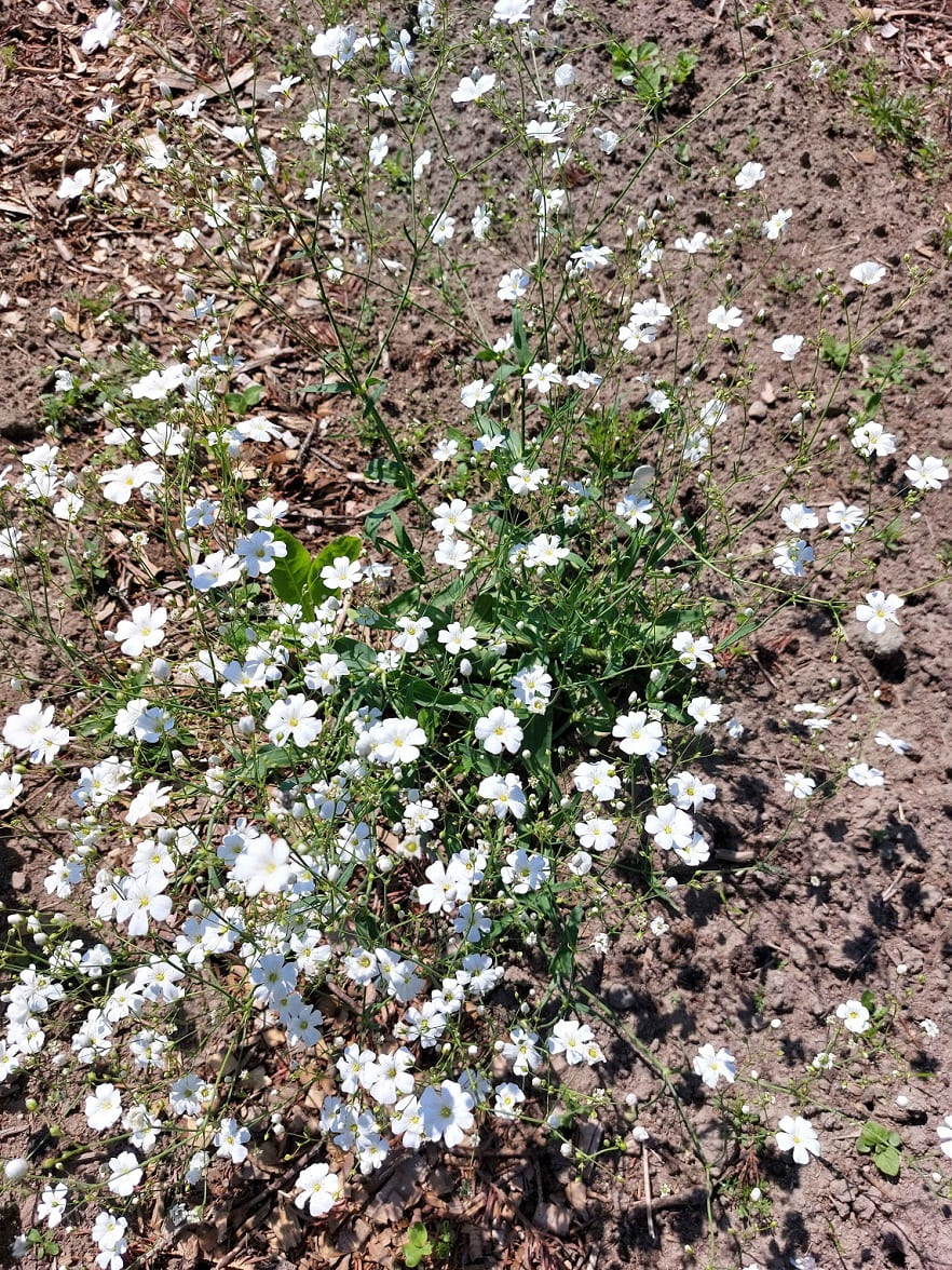Annual Gypsophila (Bride's Cloud)