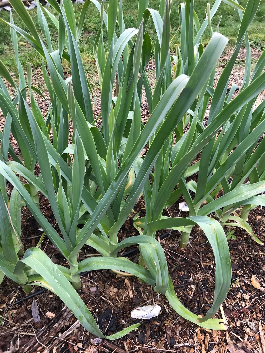 Babington's Leek (Allium ampeloprasum var. babingtonii)