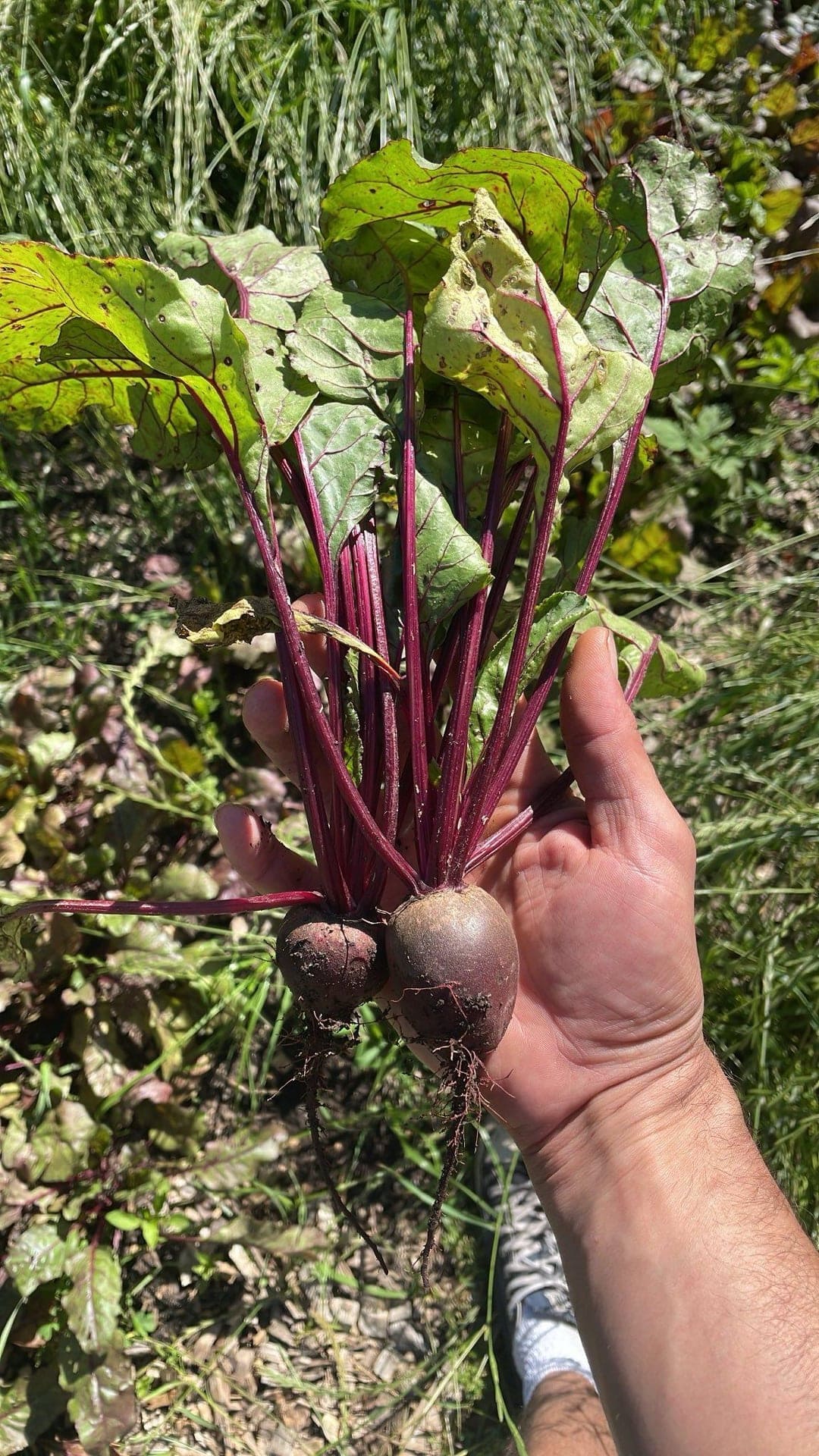 Baby Beets