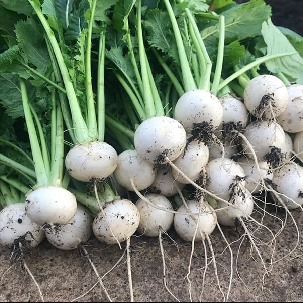 Baby Turnips