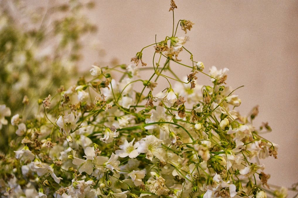 Baby's Breath (Nube)