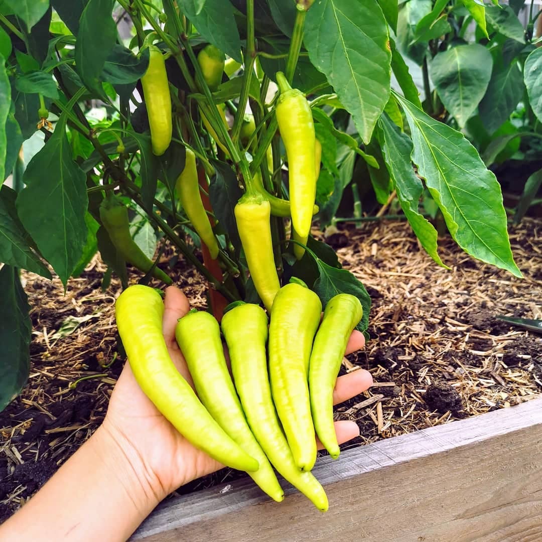 Banana Peppers