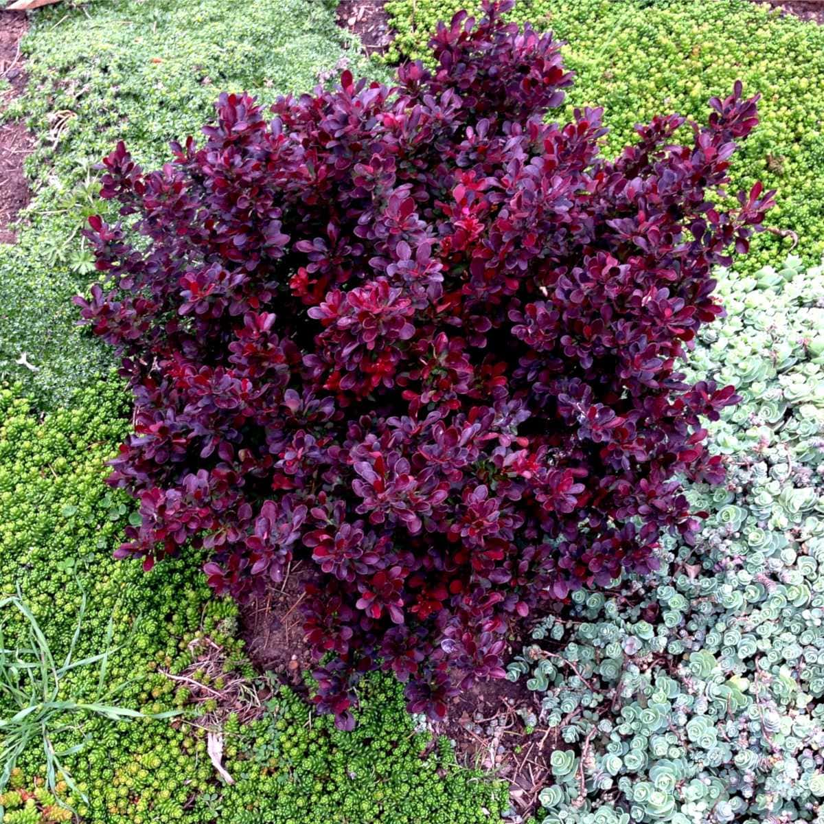 Barberry Varieties
