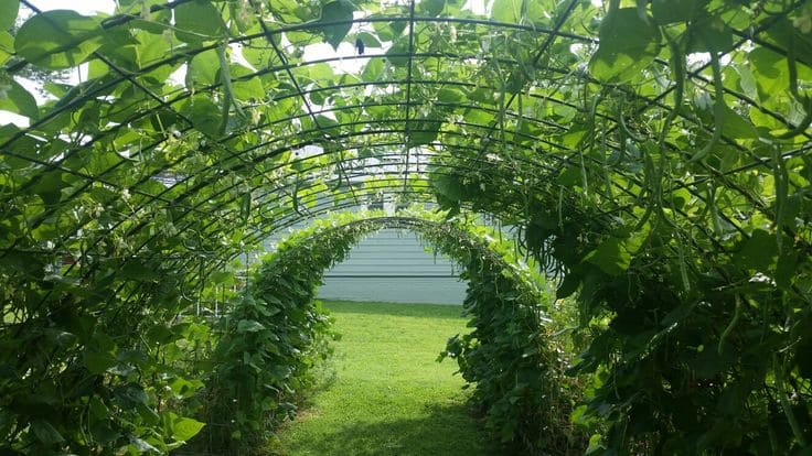 Bean Archways and Tunnels For bean plants