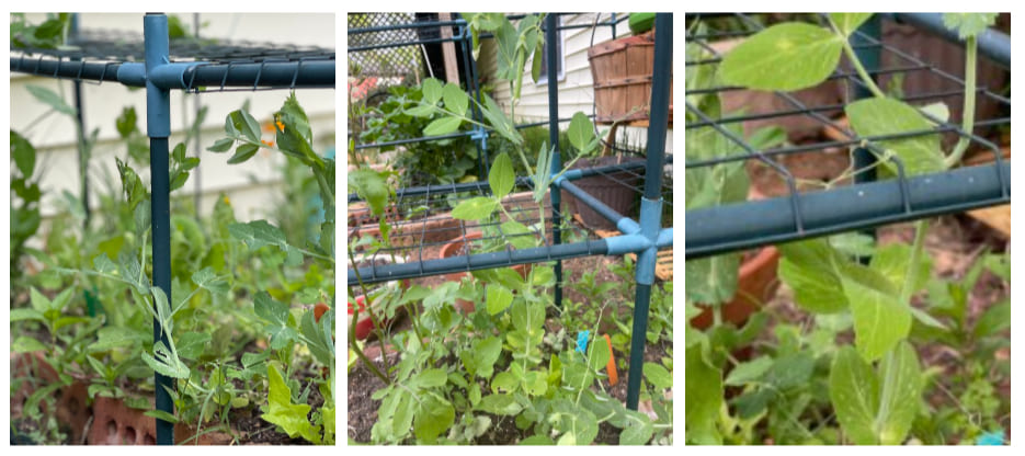 Bean supports in Greenhouse
