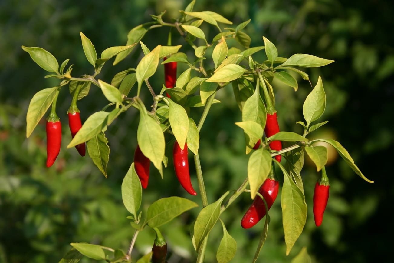 Bird's Eye Chilis