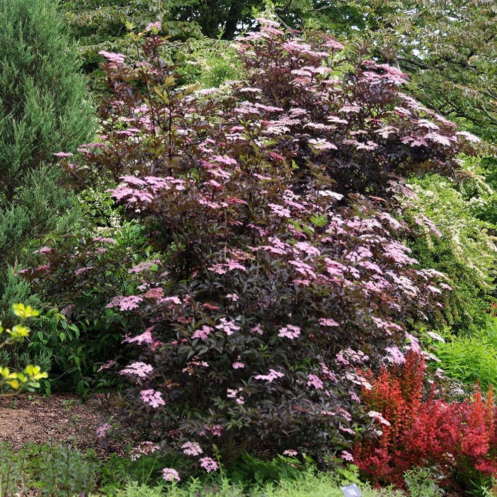 Black Elderberry