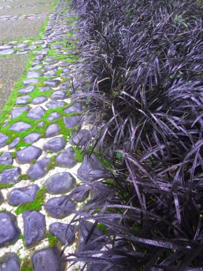 Black Mondo Grass