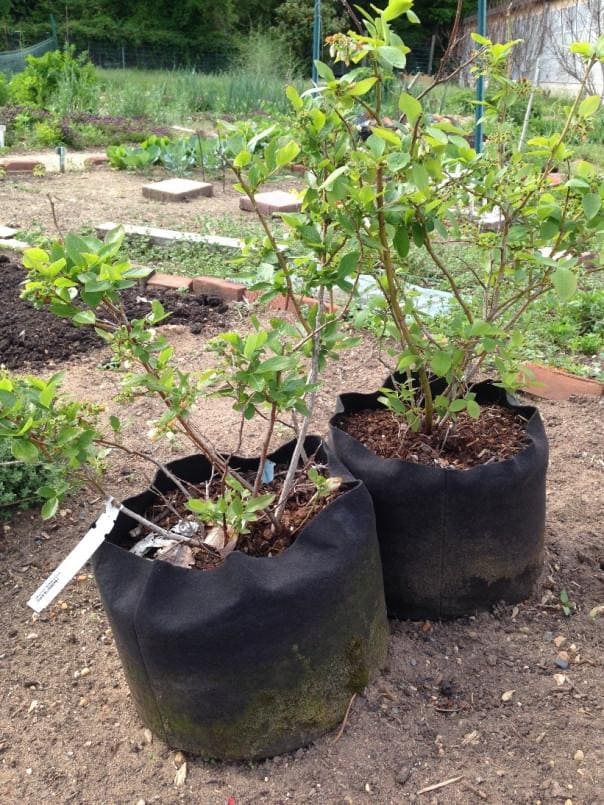 BlueBerry Container Growing