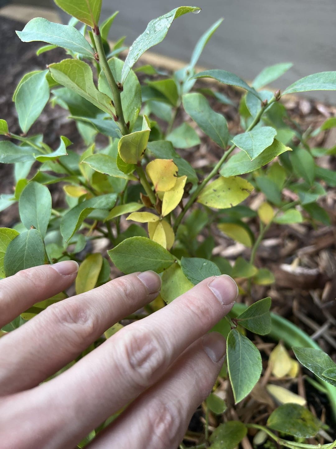 BlueBerry Yellow Leaves