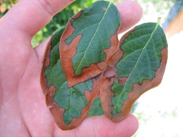 Blueberry Brown, crispy leaf edges