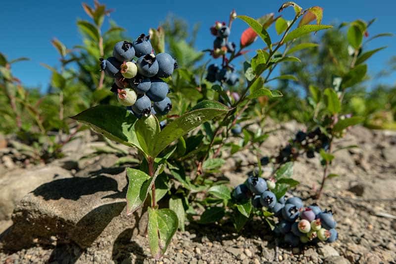Blueberry Fertilizer Secrets